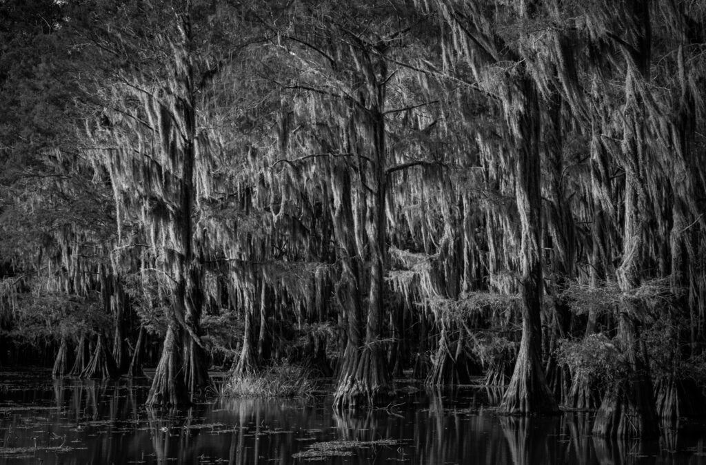 Black-and-white moss-hung cypress trees above still water
