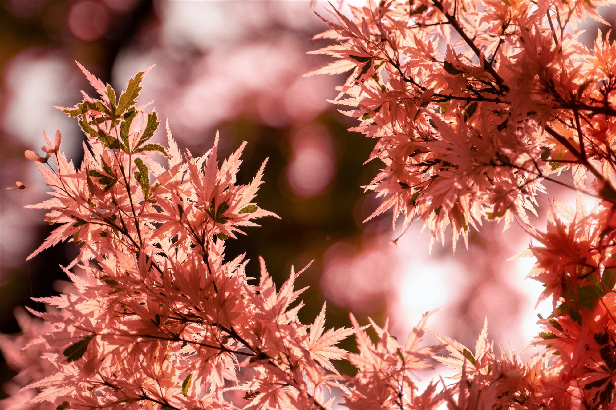 Backlit Japanese maple leaves glowing coral pink against a soft bright sky