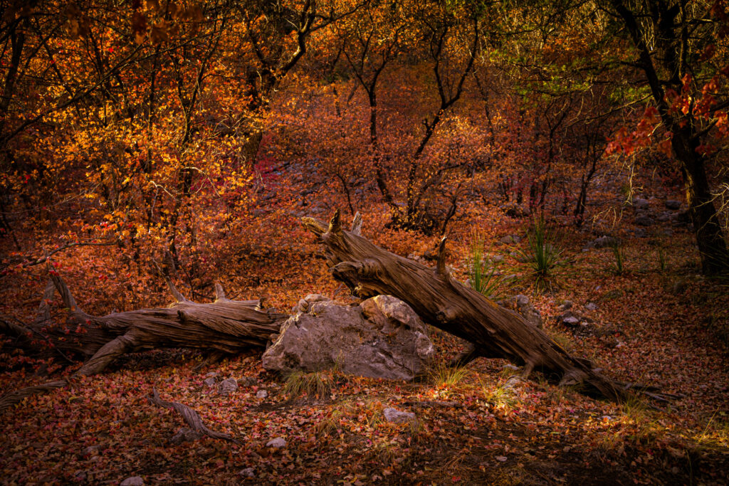 Fallen log and stone on a forest floor covered in orange autumn leaves
