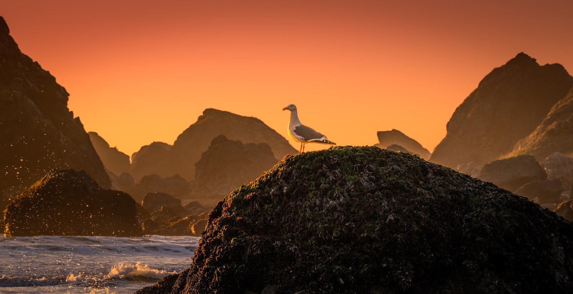 Seagull standing on a seaweed-covered rock at sunset, silhouetted sea stacks and an orange sky behind, surf breaking below