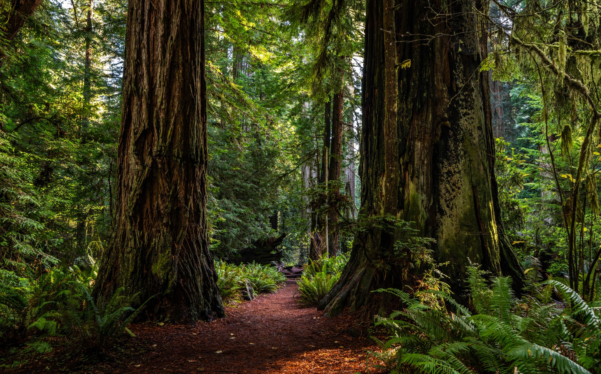 Dirt path passing between two massive redwood trunks in a sunlit forest, ferns lining the trail and green canopy above