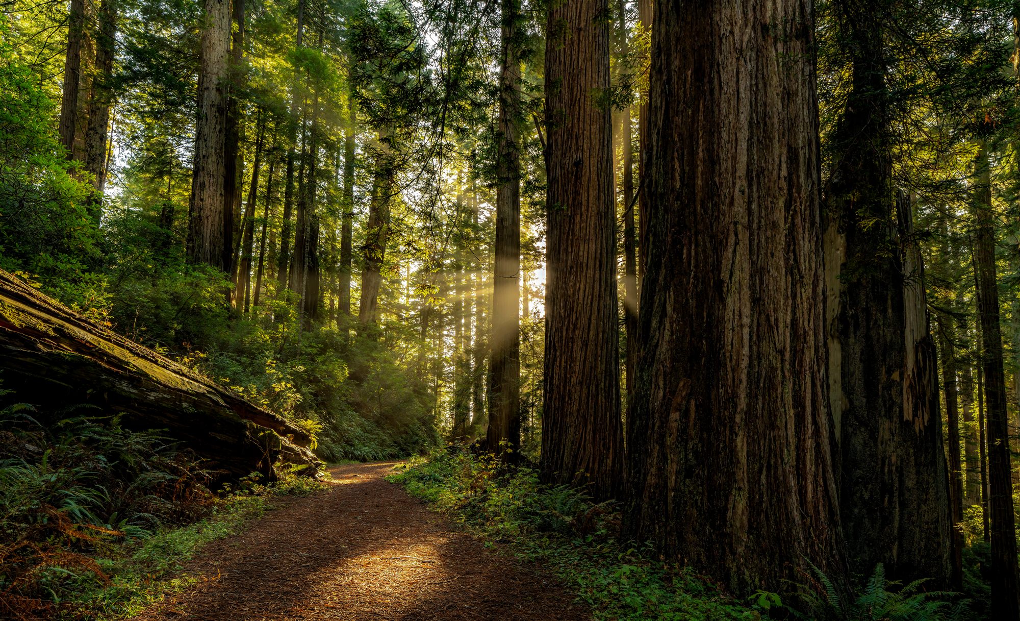 Sunbeams breaking through towering redwoods over a quiet forest path