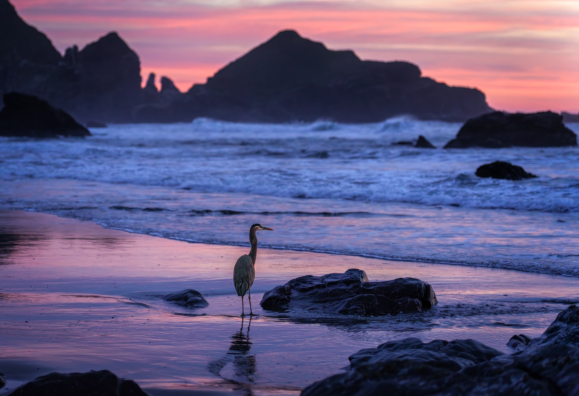 Great blue heron standing in shallow water on a beach at dusk, pink sunset sky and silhouetted sea stacks behind, waves rolling in