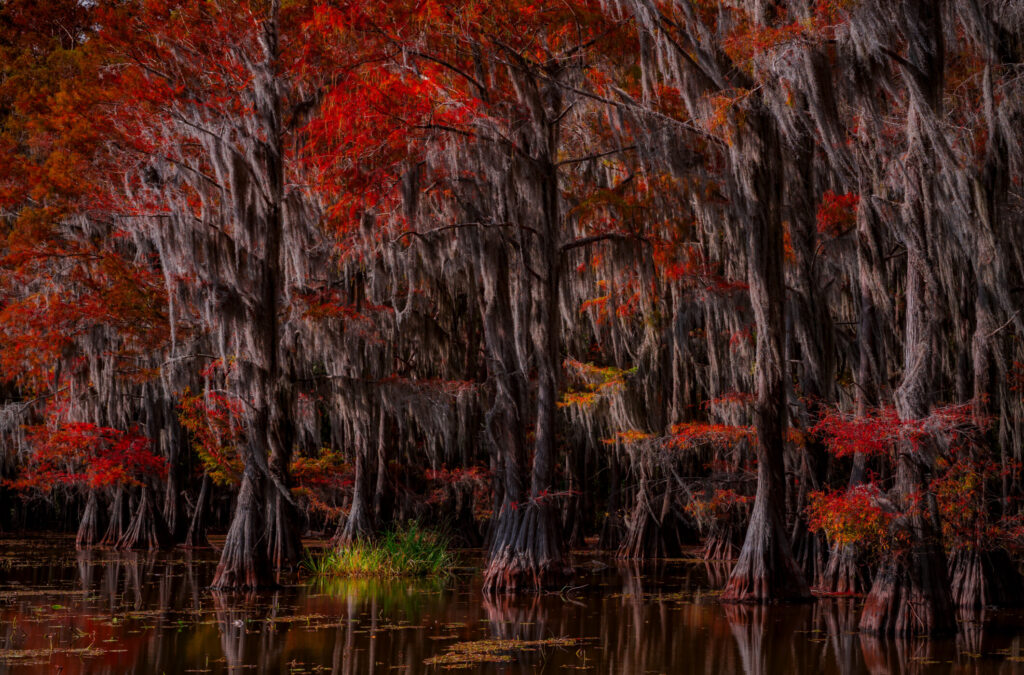 Ceiling of red autumn leaves over mossy cypress trunks at the water's edge