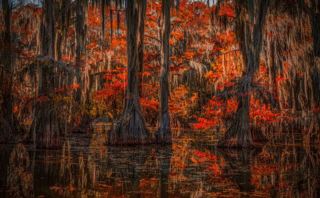 Fiery cypress reflected in still black swamp water
