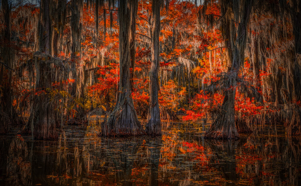 Bald cypress trees in fiery autumn color, draped in Spanish moss and mirrored in dark swamp water