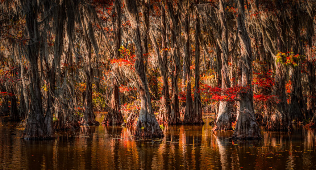 Bald-cypress swamp glowing gold and red at sunset over dark water