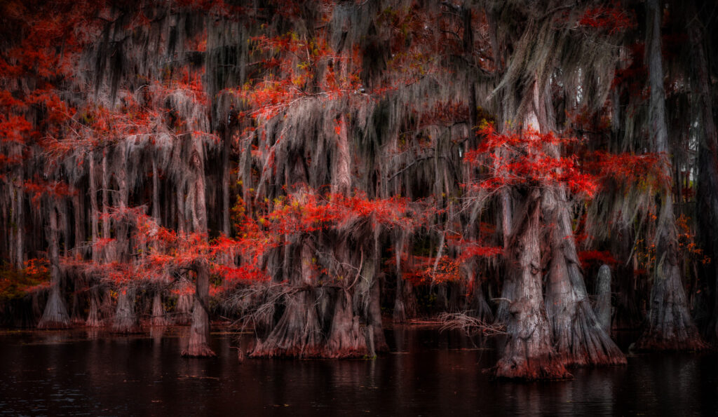 Blurred cypress trunks and moss forming a soft cathedral of columns