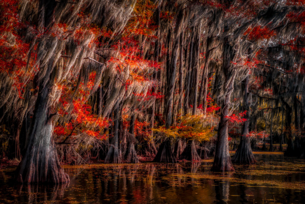 Cypress trees smeared into vertical strokes of silver moss and red leaf