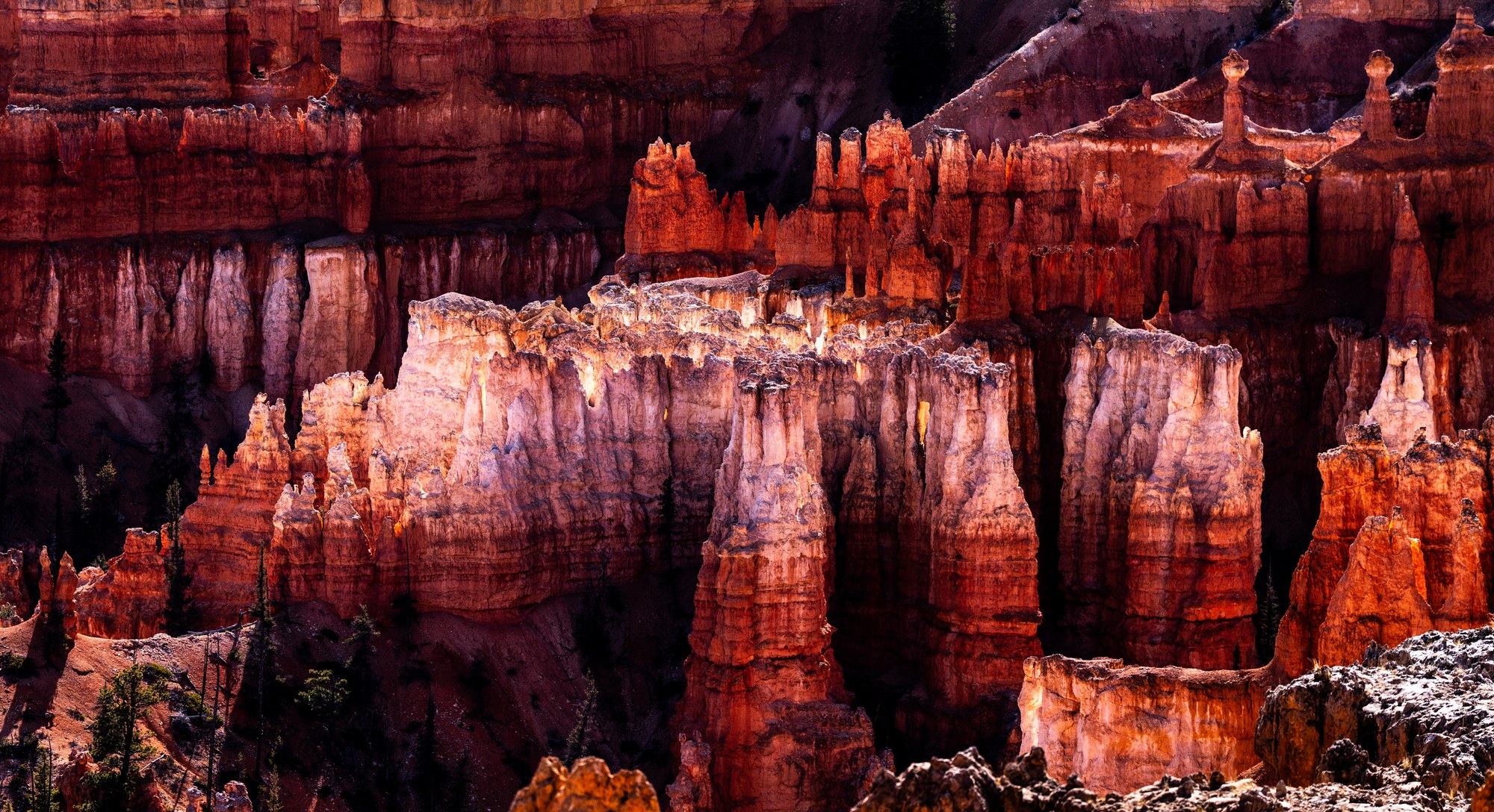 Densely packed hoodoo spires in Bryce Canyon, backlit pale pinnacles glowing against deep red shadowed cliffs