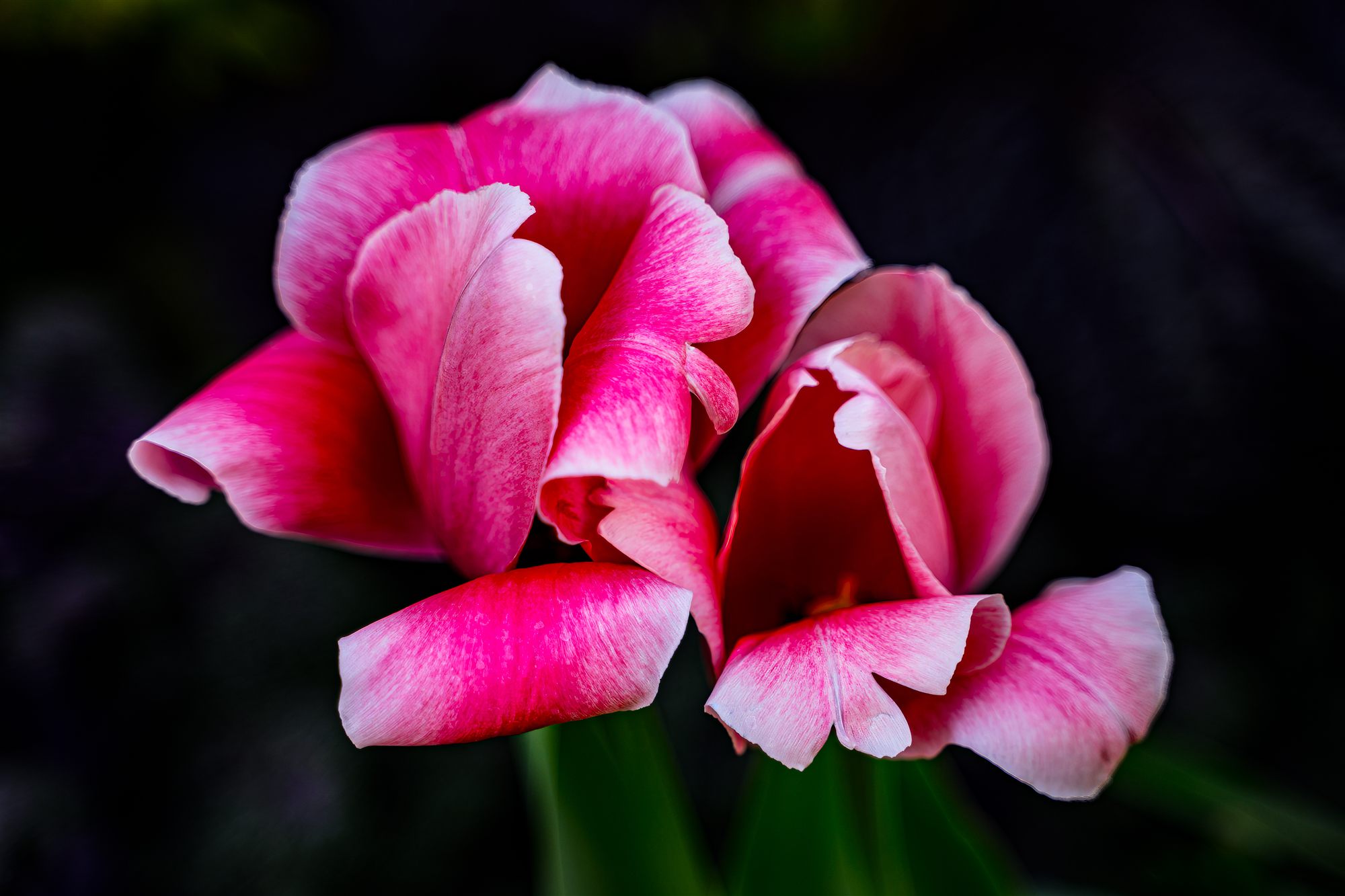 Two pink tulips fully open against a dark background, petals curling outward