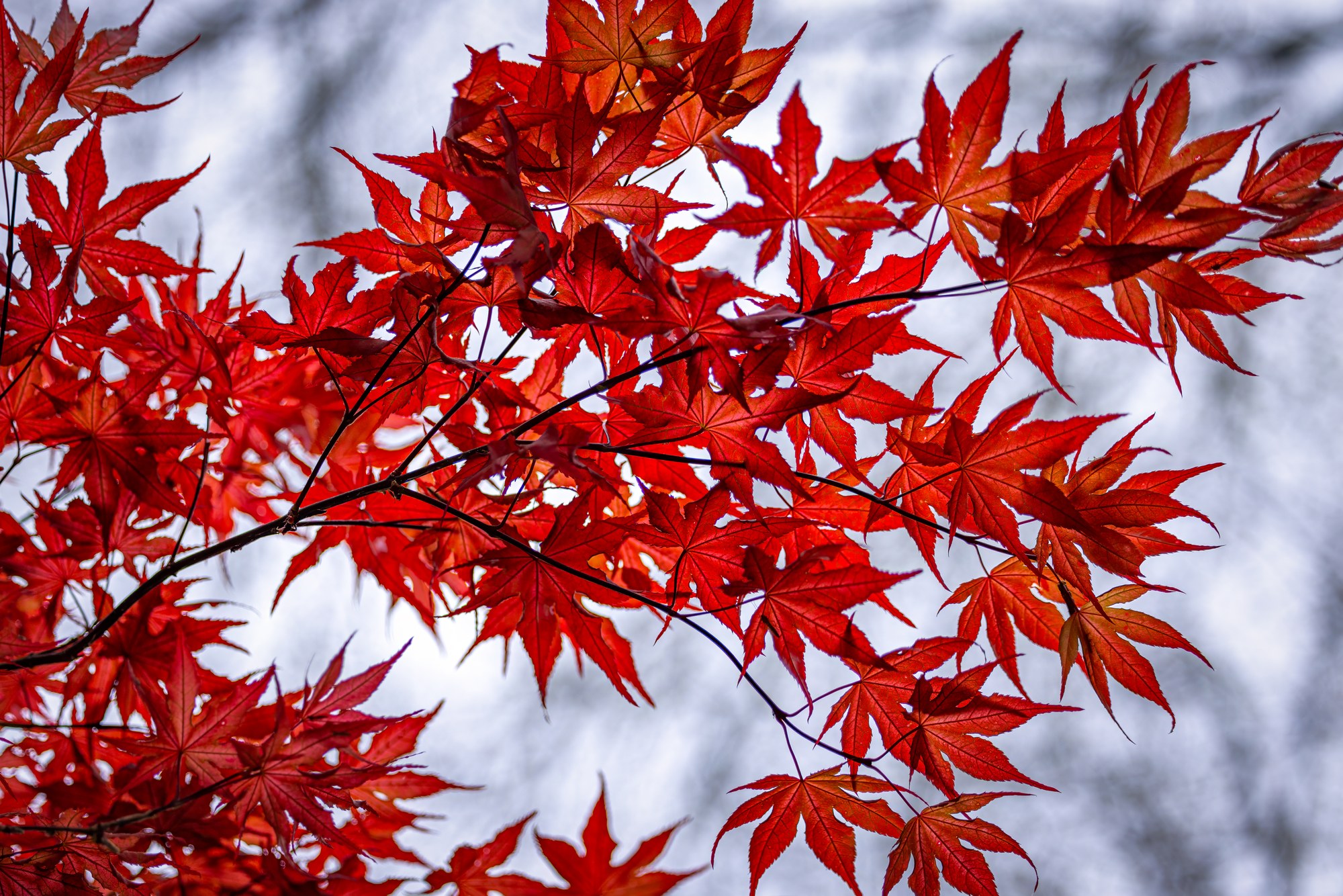 Bright red Japanese maple leaves on slender dark branches against a pale silvery blurred background