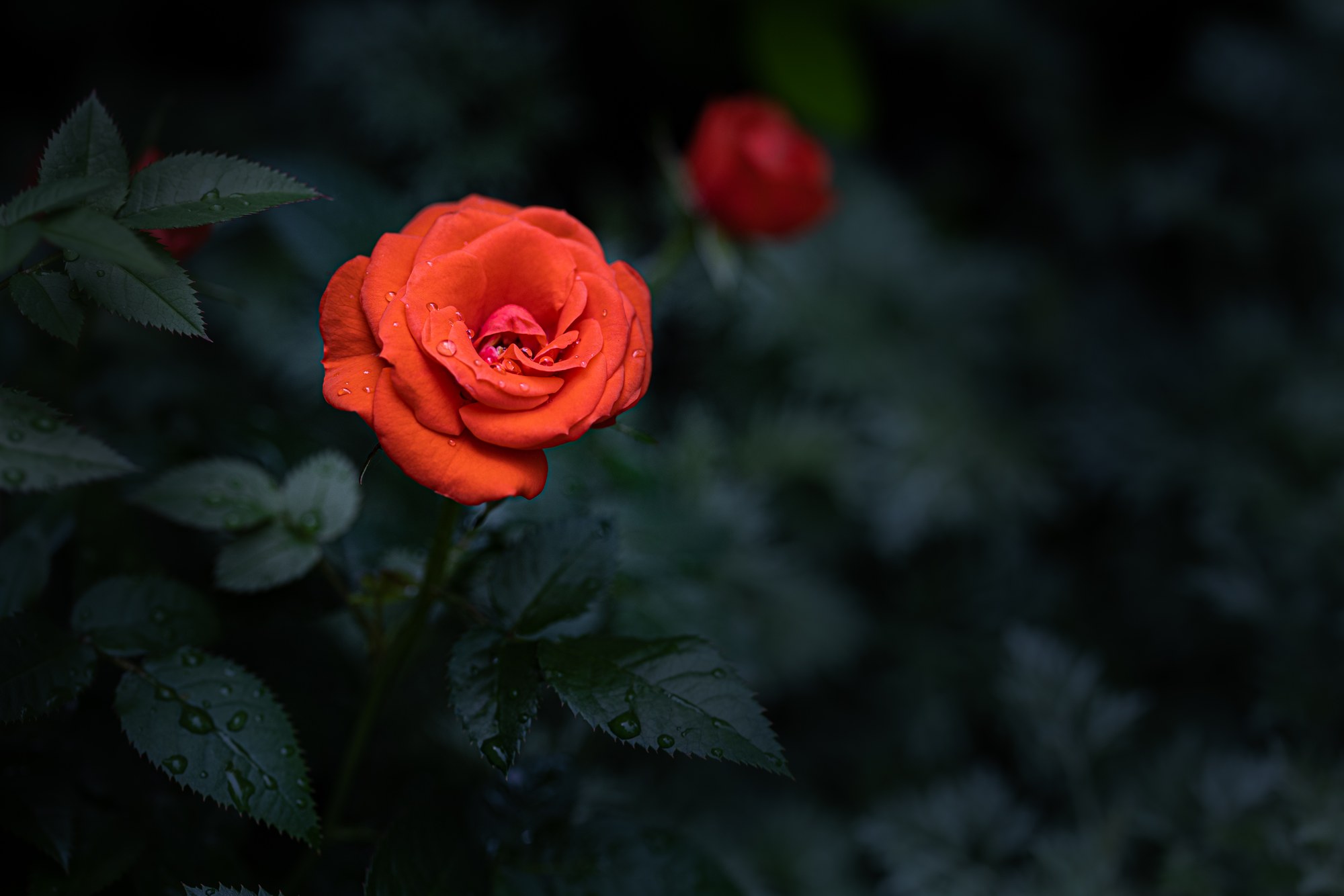 Orange-red rose holding raindrops on its petals, a second bloom blurred against dark green foliage behind