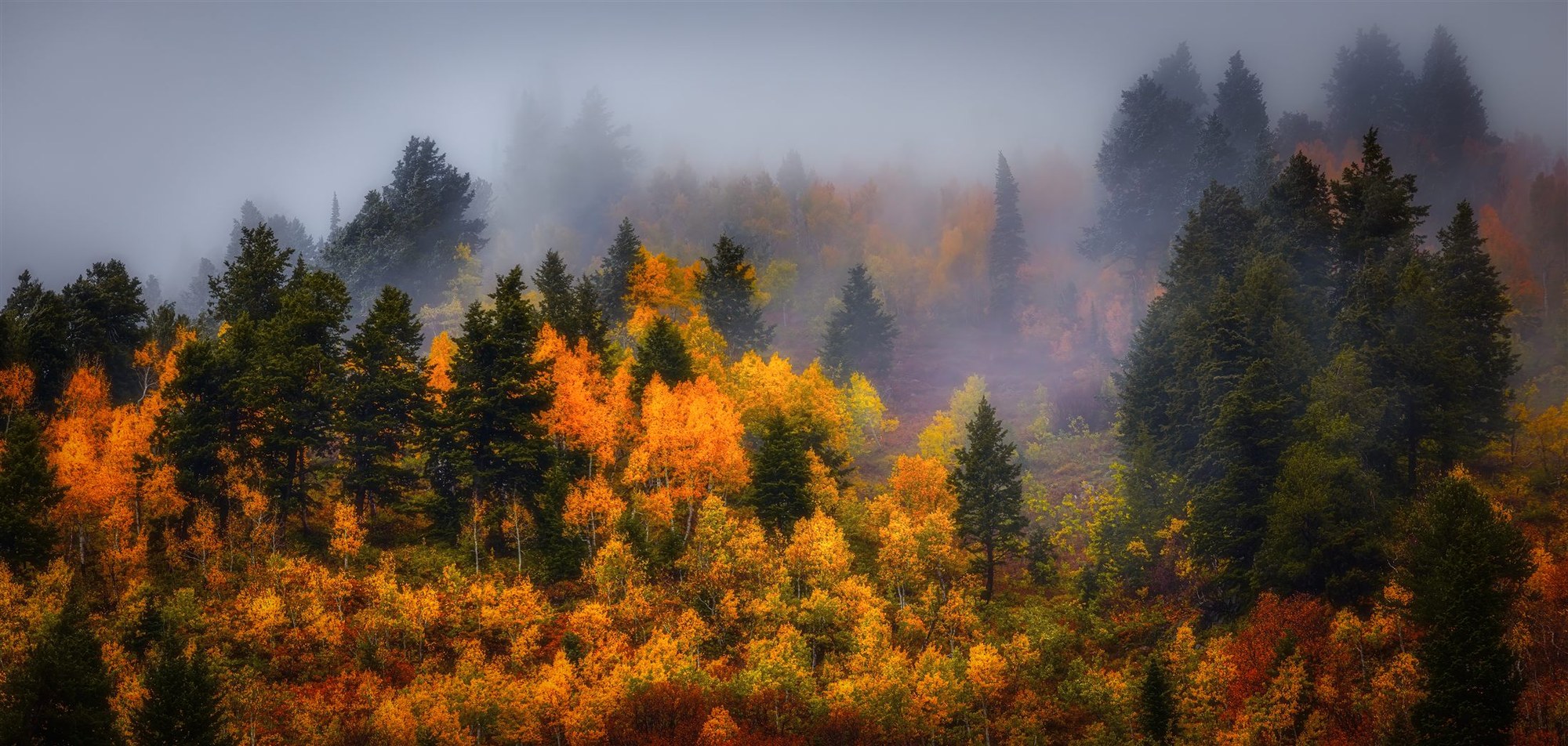 Autumn forest of orange and gold trees emerging from lifting fog