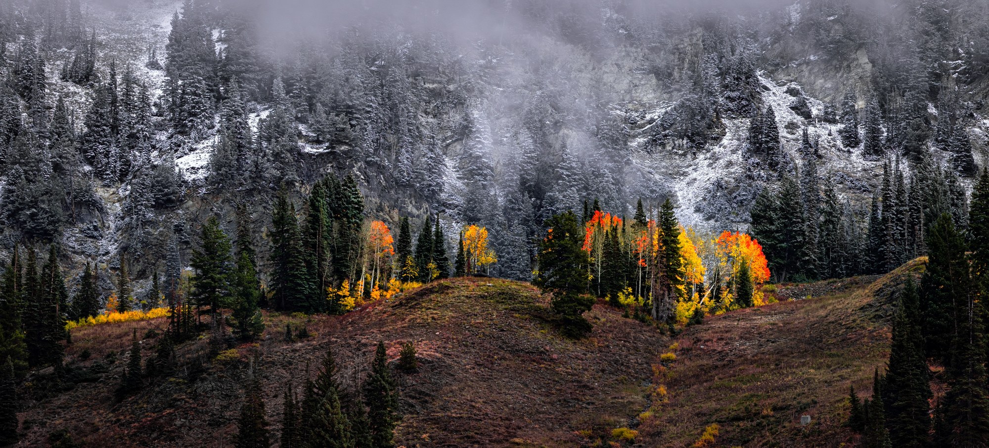 Frost-whitened cliff and snow-dusted evergreens in fog above a band of bright orange and yellow aspens on an autumn hillside