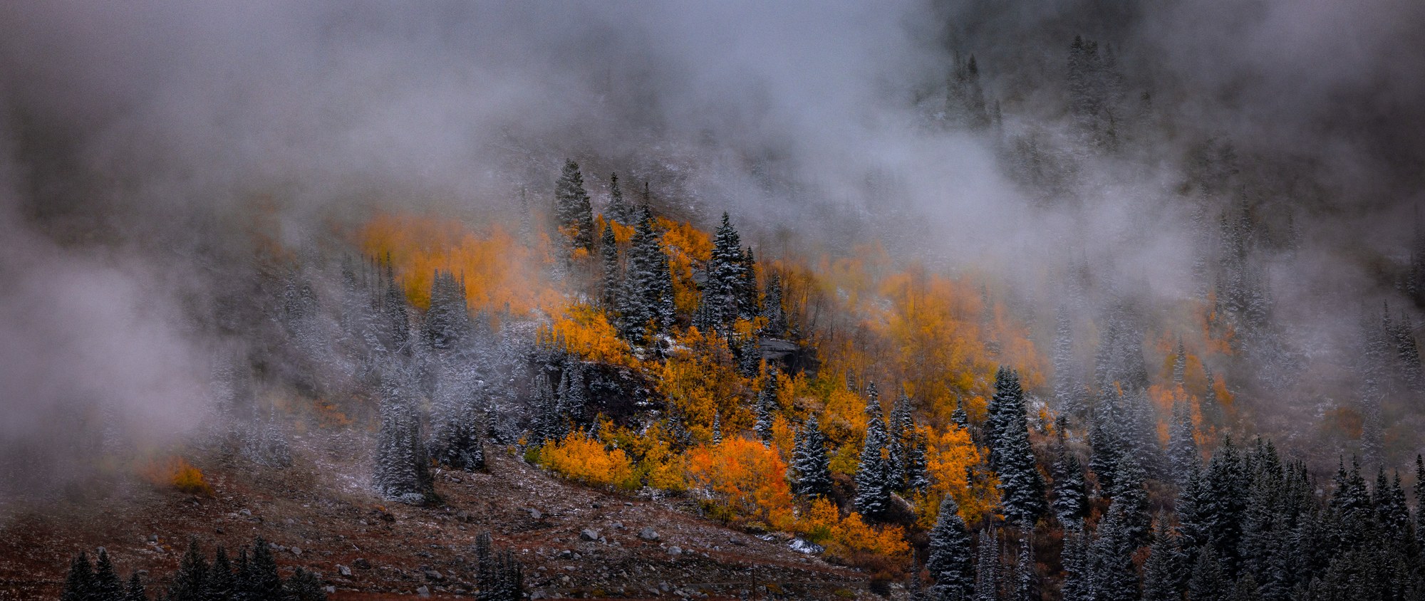 Golden aspens glowing through drifting fog on a steep mountainside, evergreens dusted with fresh snow around them