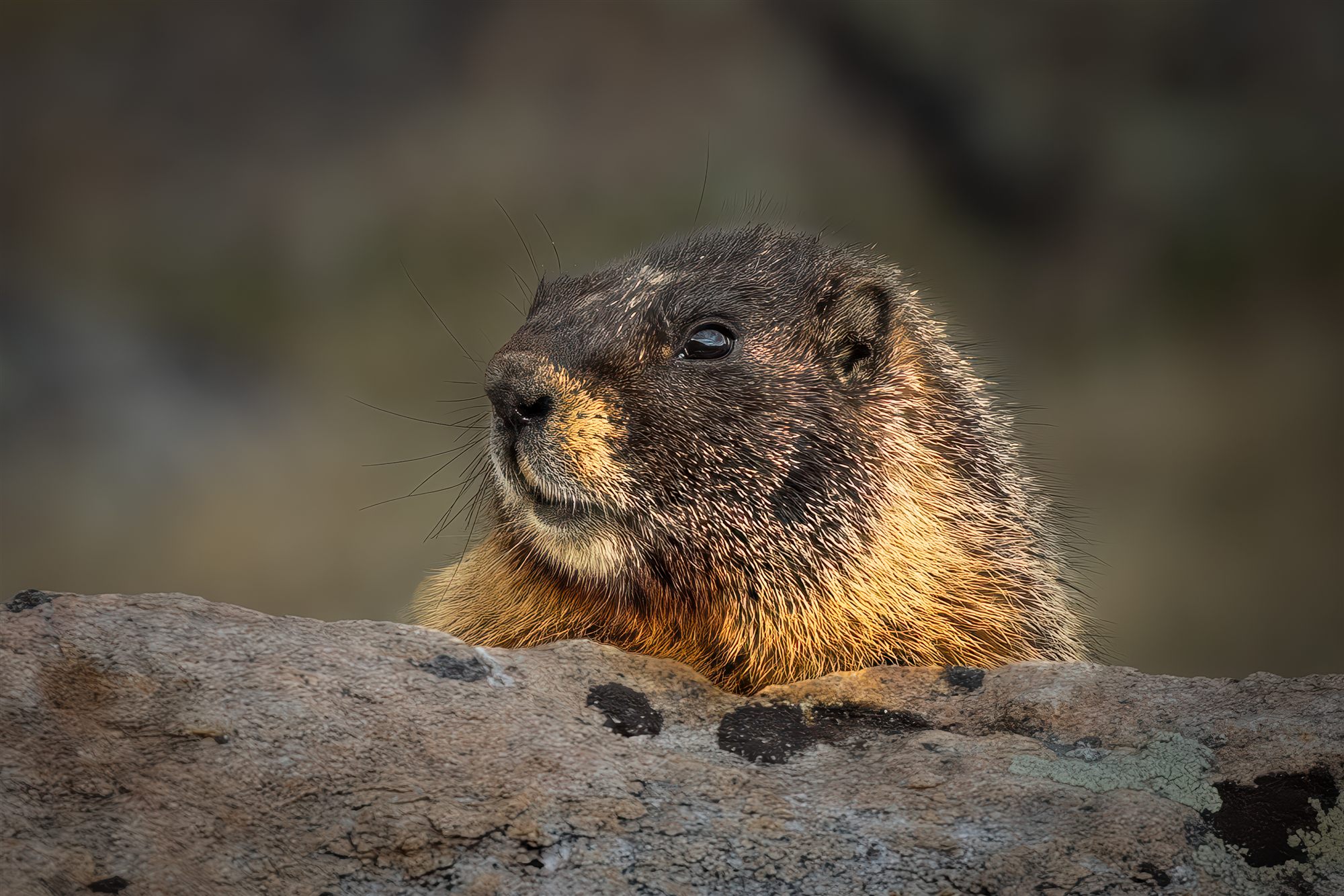 Yellow-bellied marmot resting its chin on a lichen-covered rock in warm evening light