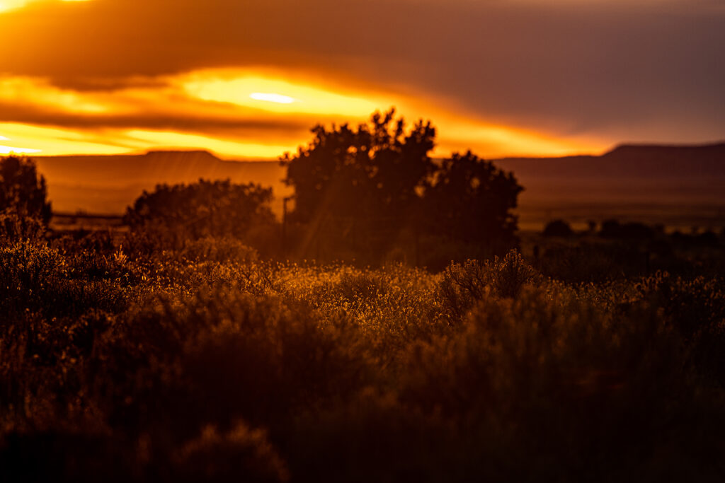 Desert brush lit amber beneath a burning sunset sky