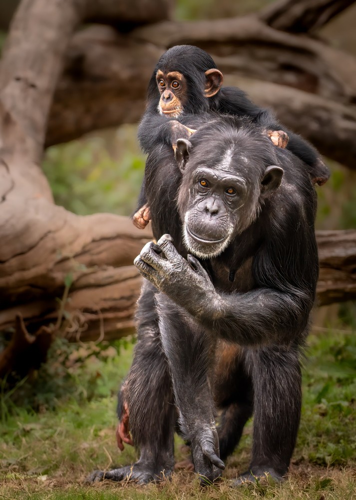 Baby chimpanzee riding on its mother's shoulders as she knuckle-walks across grass, weathered logs blurred in the background